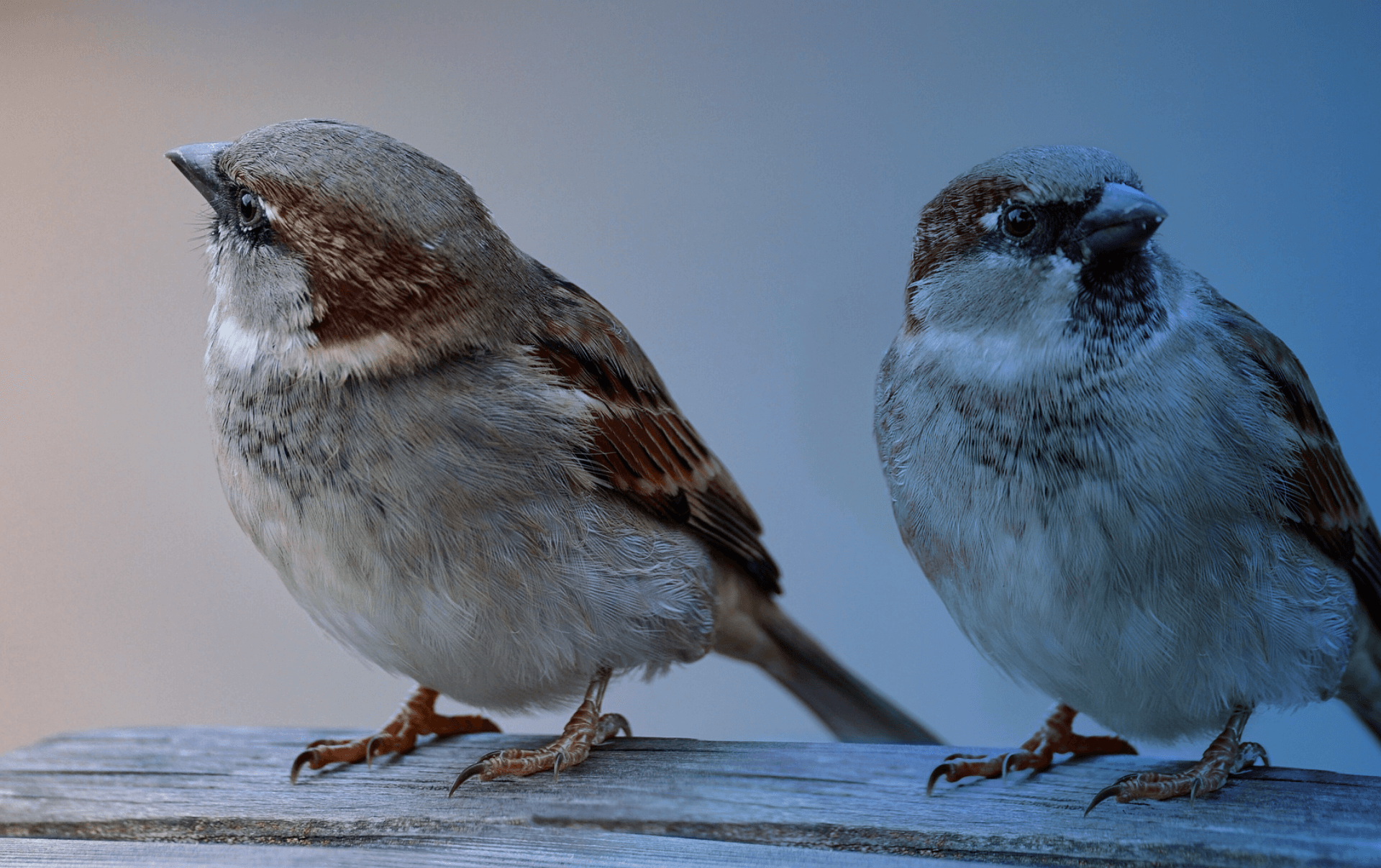 Dva vrabce